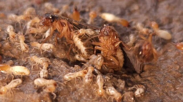 Macro footage of Termite (white ant) Insects , dirty wet ground.