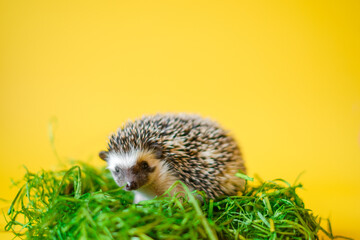 African hedgehog on green grass on bright yellow background. Prickly pet. white-bellied hedgehog. Cute funny hedgehogs.