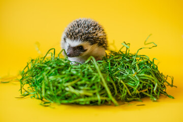 Cute hedgehog. Little hedgehog on green grass on bright yellow background. Prickly pet. African white-bellied hedgehog. 