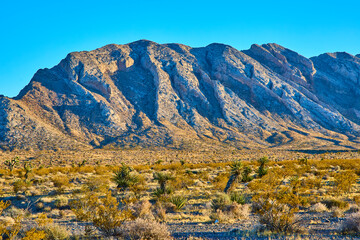 Desert Mountains and Yucca at Sunset Low Eye-Level Perspective