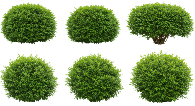 A collection of six green marimo moss balls displayed against a blurred gray and black background pattern