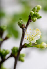 Close up of White Cherry Blossoms