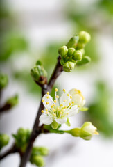 Close up of White Cherry Blossoms