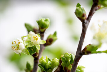 Close up of White Cherry Blossoms