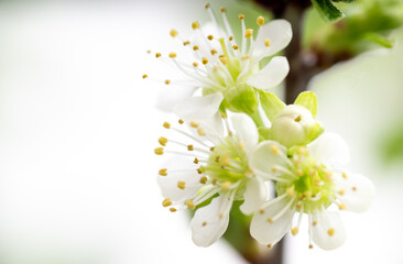 Close up of White Cherry Blossoms