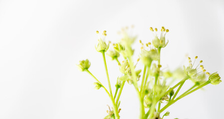 Close up of Fresh Green Japanese Maple Leaf