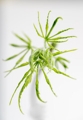 Close up of Fresh Green Japanese Maple Leaf