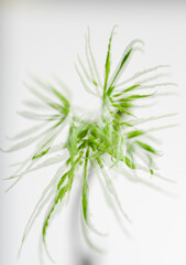 Close up of Fresh Green Japanese Maple Leaf