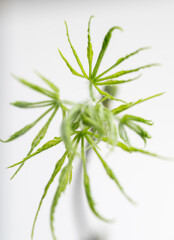 Close up of Fresh Green Japanese Maple Leaf