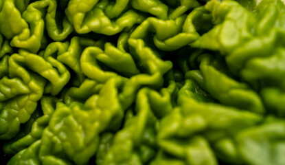 Close up of Young Fresh Green Rhubarb Leaf