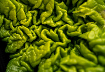 Close up of Young Fresh Green Rhubarb Leaf