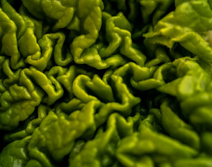 Close up of Young Fresh Green Rhubarb Leaf