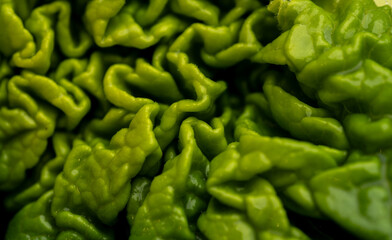 Close up of Young Fresh Green Rhubarb Leaf
