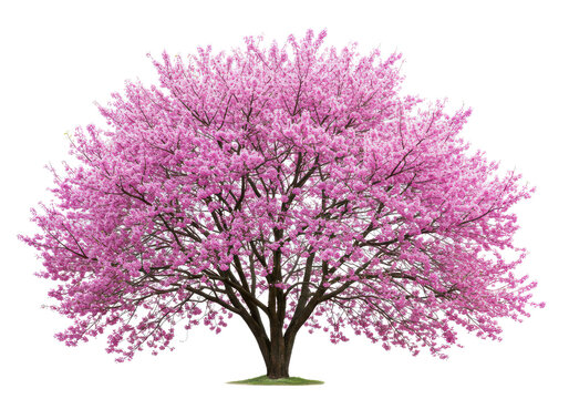 A full blossoming cherry tree with pink flowers against a black and white background in spring time