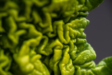 Obraz premium Close up of Young Fresh Green Rhubarb Leaf