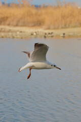 Seagull soaring over a tranquil lake with a backdrop of golden reeds in the early morning light