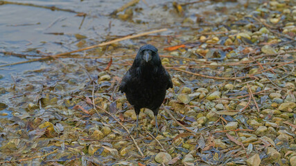Crow stands on riverbank among pebbles and twigs near water during overcast day in natural habitat