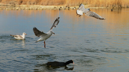 Birds in mid-flight and swimming in tranquil waters during early morning hours at a local park