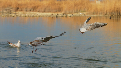 Swans and seagulls interacting over a tranquil lake at sunset in a serene natural setting