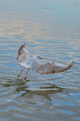 Seagull taking flight above tranquil waters at sunset near a coastal area