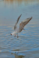 Seagull dives into tranquil waters during sunset at a coastal location in summer