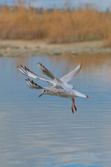 Seagull gliding gracefully above a calm body of water surrounded by soft reflections