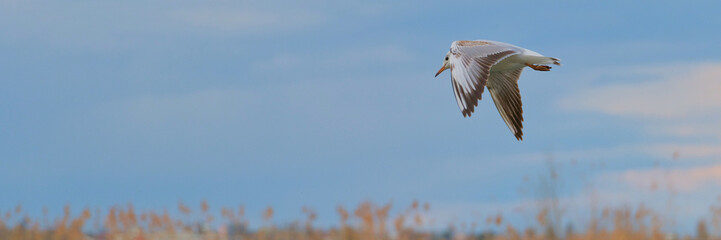 Bird soaring gracefully over marshland under a clear blue sky during the late afternoon