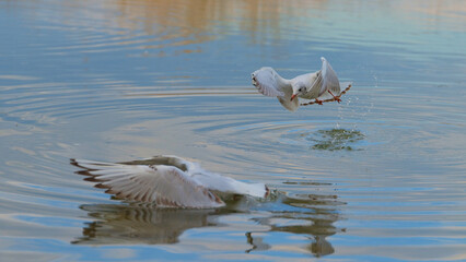 Seagulls diving and splashing in a tranquil water body during late afternoon light