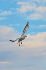 Seagull flying against a vibrant sky with clouds during the late afternoon in a coastal area