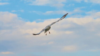 Seagull soaring gracefully against a blue sky with fluffy clouds during a calm afternoon