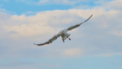 Seagull soaring gracefully through the sky over a coastal landscape during a calm afternoon