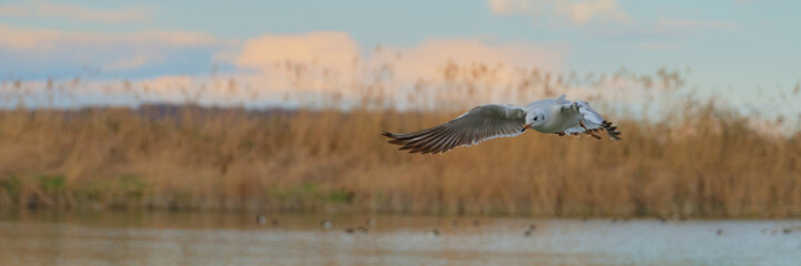 Seagull soaring over a tranquil wetland during golden hour with vibrant clouds in the background