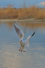 Seagull in flight above calm waters surrounded by tall grass during twilight