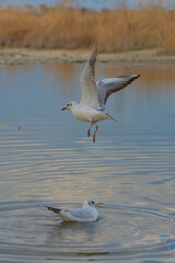 Seagull taking flight above water while another seagull floats calmly in serene natural setting