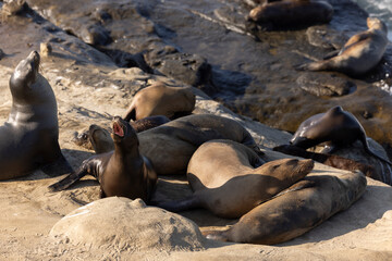 Fototapeta premium Afternoon view of seals on a sea lion Rookery beach in the La Jolla area of San Diego, California, USA.