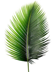 Obraz premium palm leaf isolated on transparent white background.