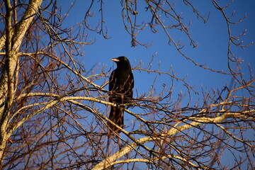 Crow in a tree