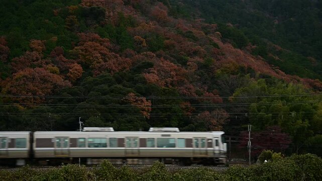 秋の近江路を走る223系普通列車 （東海道本線 安土 - 能登川, 2024年12月）