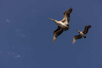 A pelican flies in the sky over a beach in La Jolla, San Diego, California, USA.