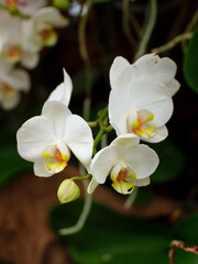 Elegant white orchids bloom gracefully in a tropical garden during the sunny afternoon, showcasing...