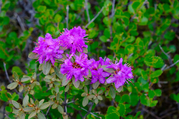 Flowering bushes of rhododendron or ledum. Natural floral background, shallow depth of field