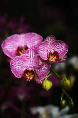 Obraz premium Vibrant purple orchids with intricate patterns blooming against a dark background in a lush garden setting
