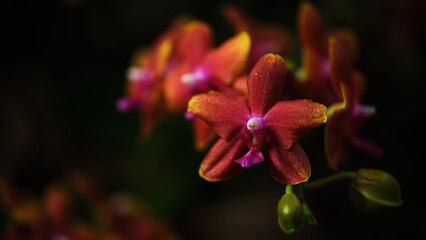 Beautiful red-orange orchids blooming in a lush garden during the afternoon light showcases nature's vibrant colors