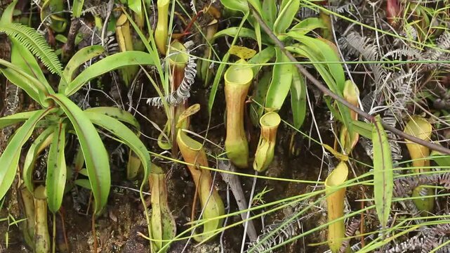 Tropical Nepenthes Reinwardtiana or Tropical Pitcher Plant at Meratus Mountain, Borneo Rainforest, Indonesia