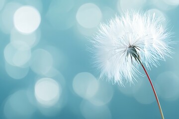 A single white flower with a red stem is the main focus of the image