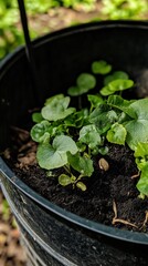Green plants are growing inside of a large black flowerpot
