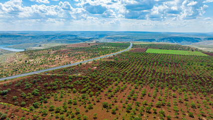 Obraz premium Aerial view of pistachio trees in fertile farmland Halfeti Sanliurfa Turkey