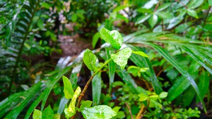Close up of vibrant green leaves after rain