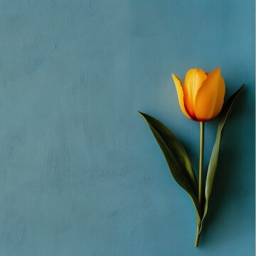 yellow tulips on a wooden background