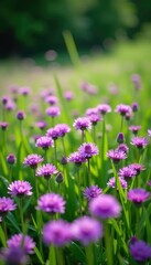 A blanket of purple allium flowers covering a lush green meadow, wildflowers, verdant